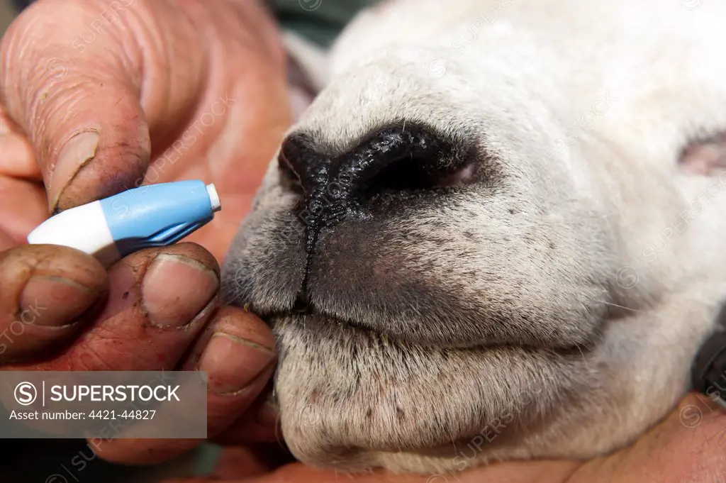 Sheep farming, shepherd using sterile single use pin on Texel ram nose to extract blood for Scrapie genotype testing, England, May