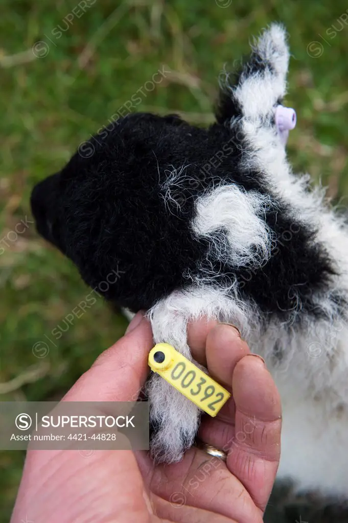 Sheep farming, shepherd tagging ear of young lamb with electronic tag (EID), showing individual number, England, May