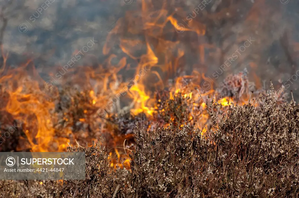 Burning heather moorland on shooting estate, to provide good habitat for grouse, Cumbria, England, March