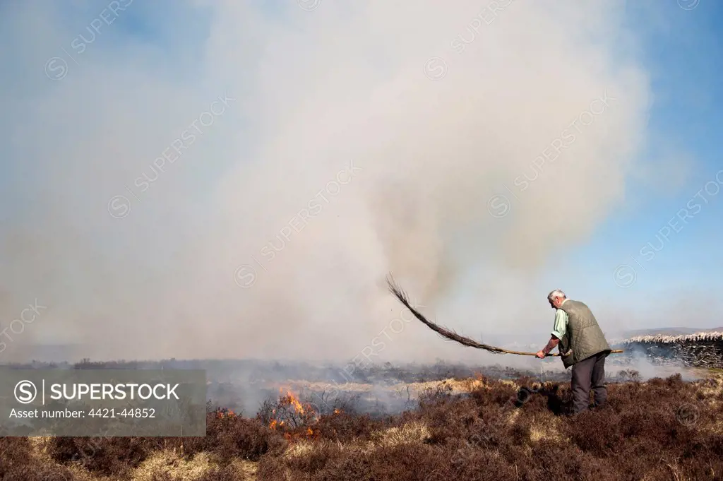 Gamekeeper with traditional fire beating stick, on shooting estate burning heather moorland, to provide good habitat for grouse, Cumbria, England, March