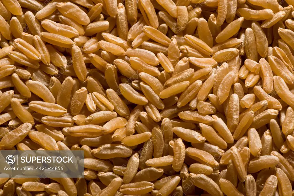 Khorasan Wheat (Triticum turanicum) 'Kamut', pile of seeds, ancient grain type, organically grown in U.S.A.