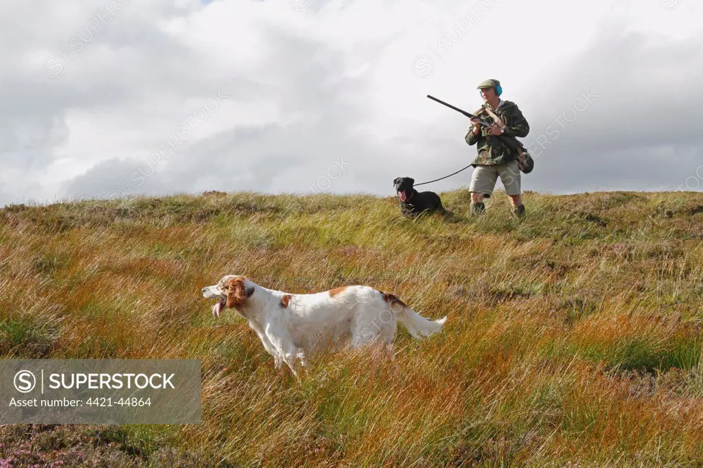 Grouse shooting, man with shotgun, retriever and setter dogs on moorland, Cairngorms N.P., Highlands, Scotland, August