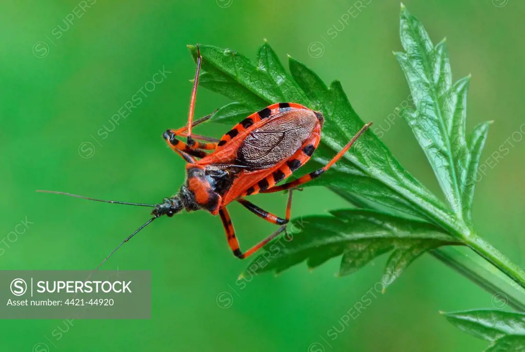 Red Assassin Bug (Rhynocoris iracundus) adult, resting on leaf, Cannobina Valley, Italian Alps, Piedmont, Northern Italy, July