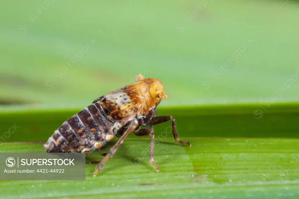 Planthopper (Conomelus anceps) brachypterus (short-winged) form, adult, resting on grass leaf, Powys, Wales, August
