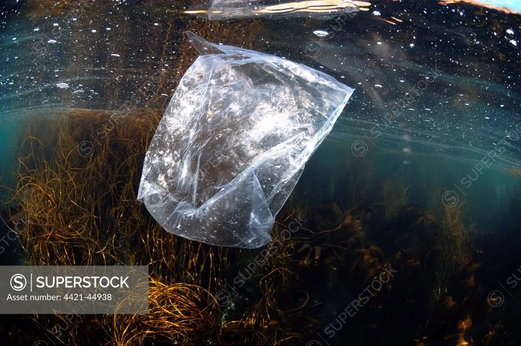 Plastic bag underwater in shallow water at sea, Cornwall, England, September