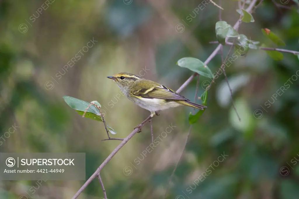 Pallas's Warbler (Phylloscopus proregulus) adult, breeding plumage, perched on twig, Hong Kong, China, January
