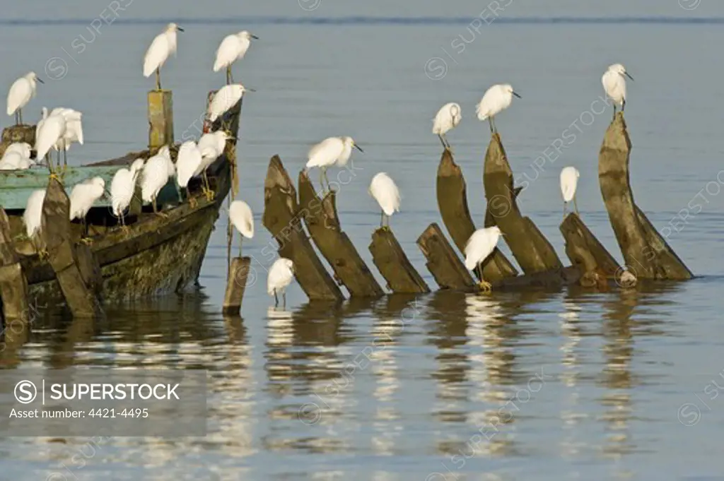 Snowy Egret (Egretta thula) flock, roosting on boat wrecks at dawn, Demerara River, Georgetown, Guyana, october