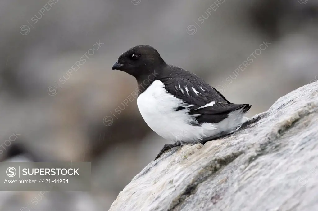 Little Auk (Alle alle) adult, summer plumage, sitting on rock during rainfall, Fulglesongen, Spitzbergen, Svalbard, July