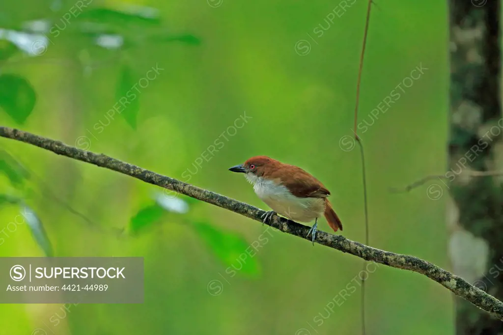 Great Antshrike (Taraba major) adult female, perched on twig, Trinidad, Trinidad and Tobago, April