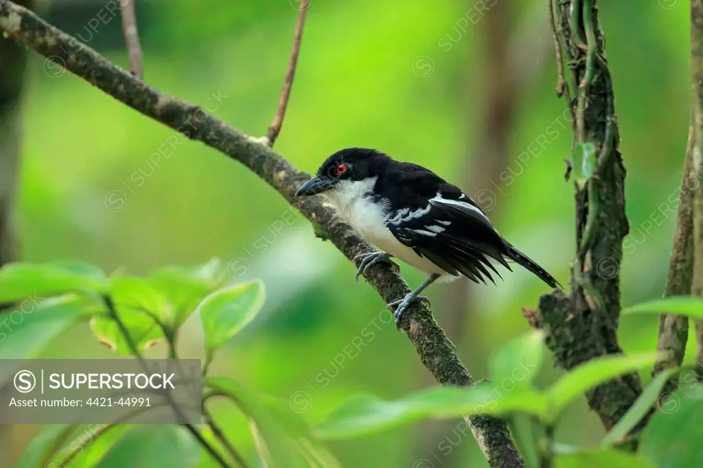 Great Antshrike (Taraba major) adult male, perched on twig, Trinidad, Trinidad and Tobago, April
