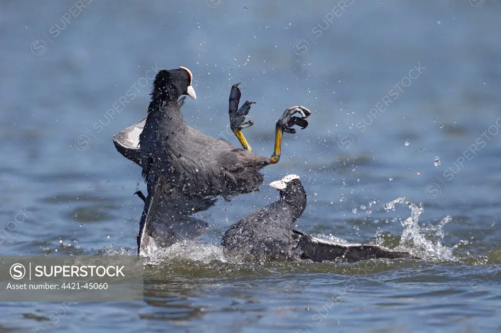 Common Coot (Fulica atra) two adults, fighting on water, Hertfordshire, England, May