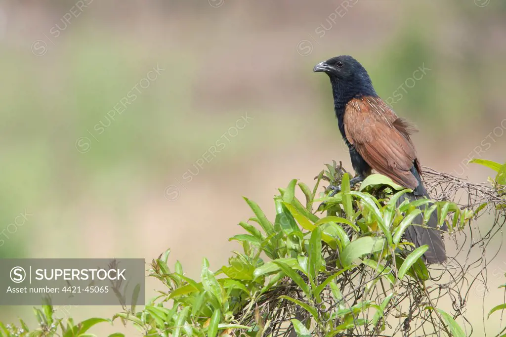 Lesser Coucal (Centropus bengalensis) adult male, breeding plumage, perched on foliage, Hong Kong, China, May