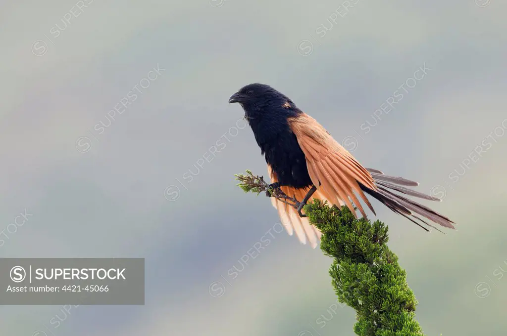 Lesser Coucal (Centropus bengalensis) adult male, displaying from top of conifer, Hong Kong, China, May