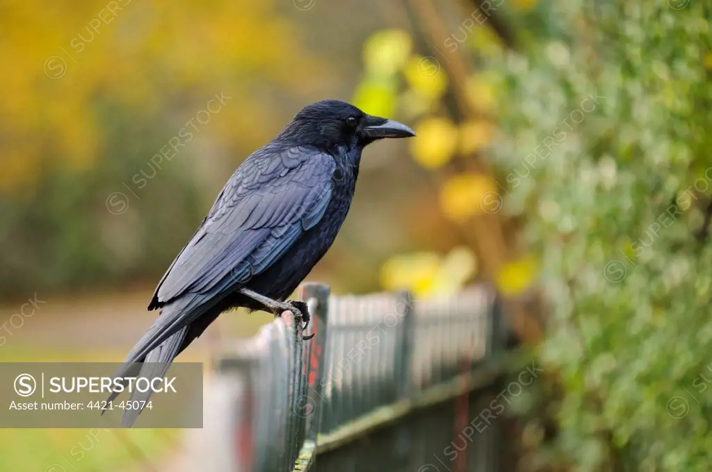 Carrion Crow (Corvus corone) adult, perched on fence railing, Greenwich Park, Greenwich, London, England, December