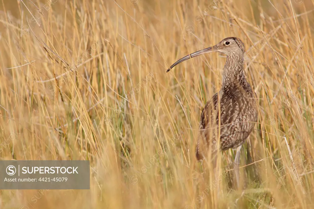 Eurasian Curlew (Numenius arquata) adult, standing amongst long grass at moorland edge, Swaledale, Yorkshire Dales N.P., North Yorkshire, England, June
