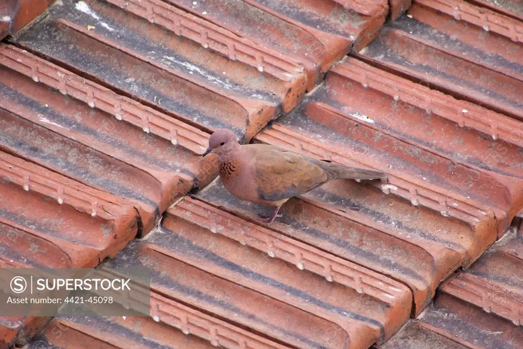 Laughing Dove (Streptopelia senegalensis) adult, standing on tiled roof in city, Istanbul, Turkey, March