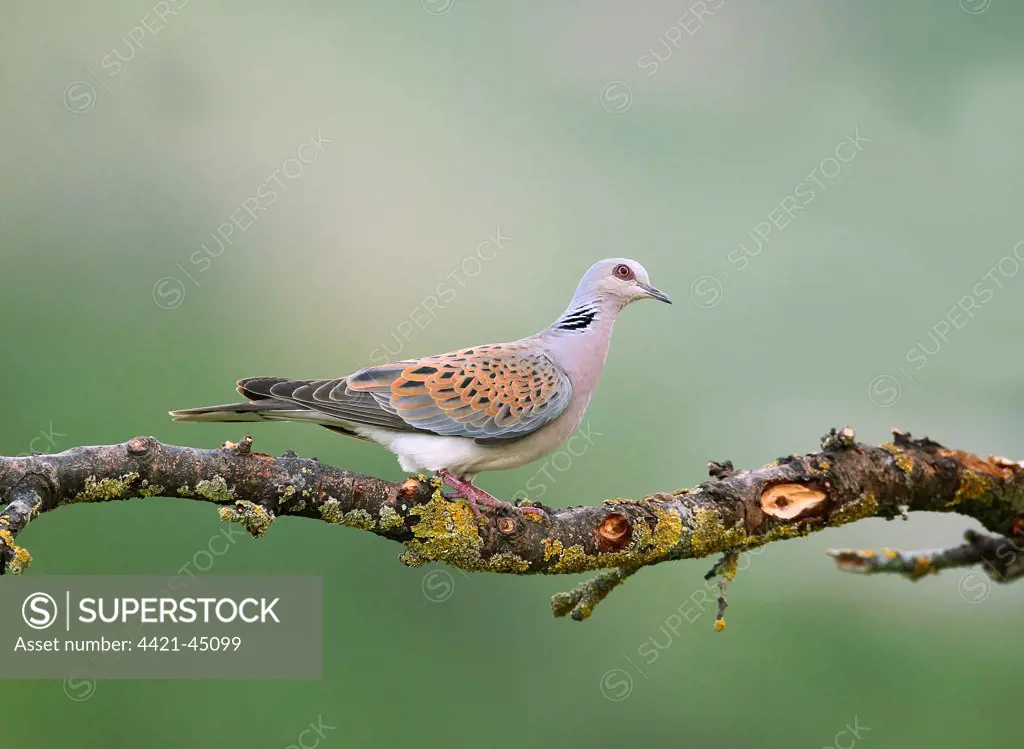 Eurasian Turtle-dove (Streptopelia turtur) adult, perched on branch, Bulgaria, May