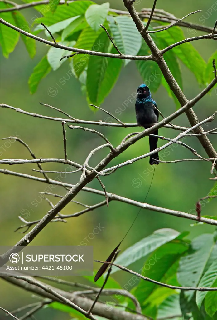 Lesser Racket-tailed Drongo (Dicrurus remifer peracensis) adult, with one tail racket missing, perched on twig, Kaeng Krachan N.P., Thailand, May