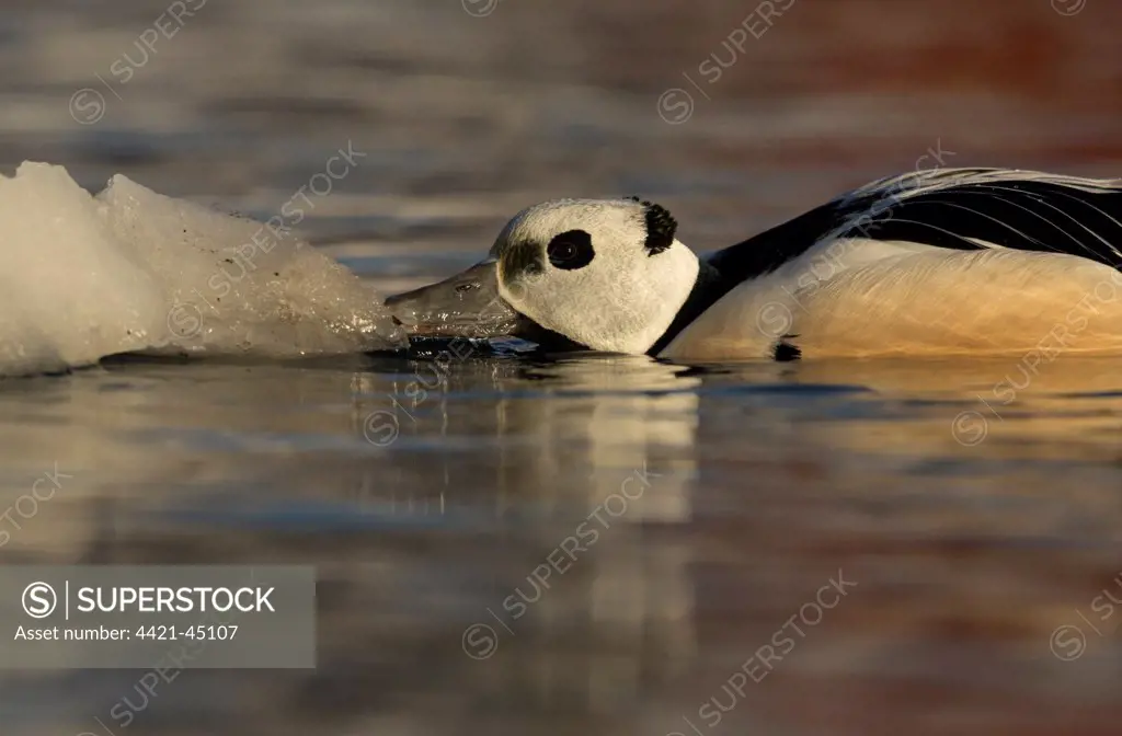 Steller's Eider (Polysticta stelleri) adult male, nibbling ice at sea, Norway, March