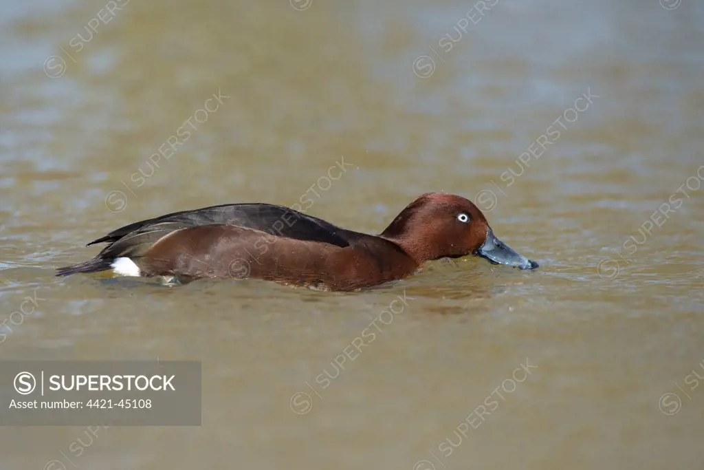 Ferruginous Duck (Aythya nyroca) adult male, filter feeding from surface of river (captive)