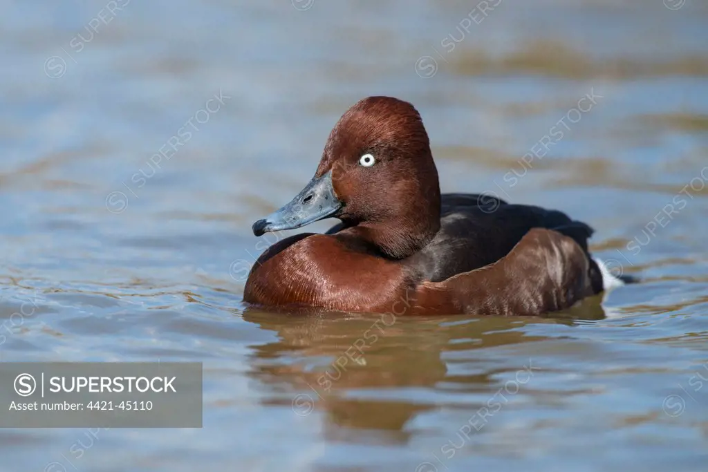Ferruginous Duck (Aythya nyroca) adult male, swimming on river (captive)