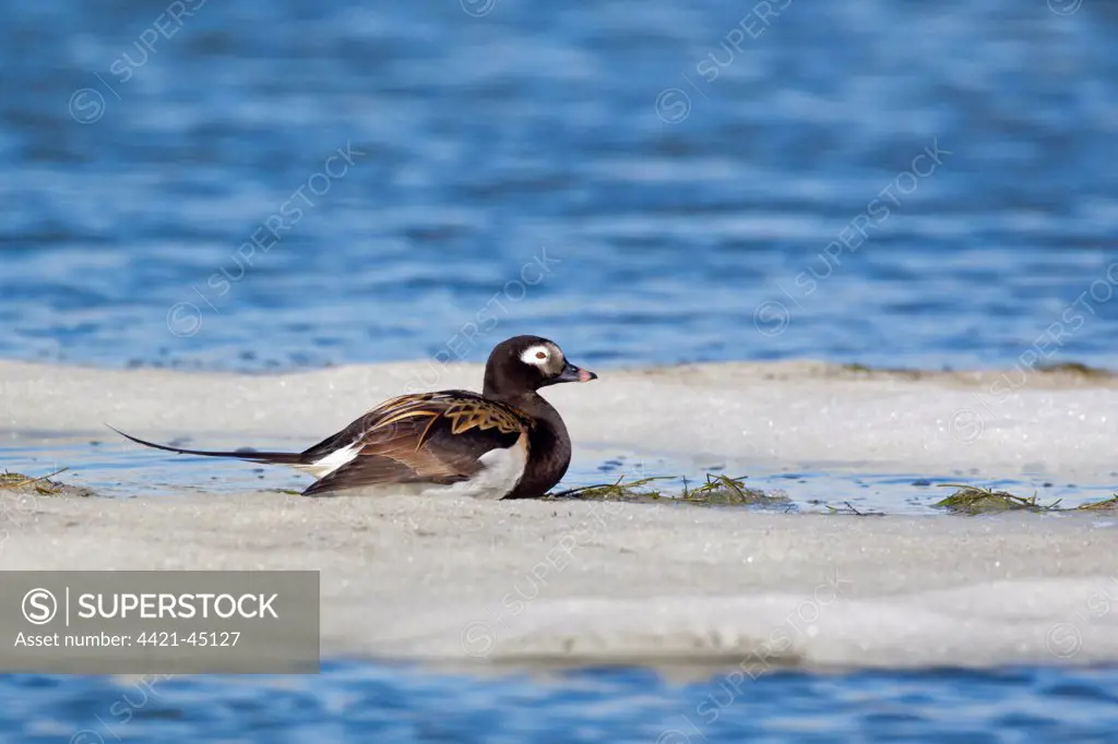 Long-tailed Duck (Clangula hyemalis) adult male, breeding plumage, resting on ice of partially frozen lake, Lake Myvatn, Iceland, May