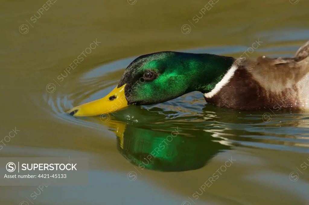 Mallard Duck (Anas platyrhynchos) adult male, close-up of head, feeding at surface of water, Essex, England, March