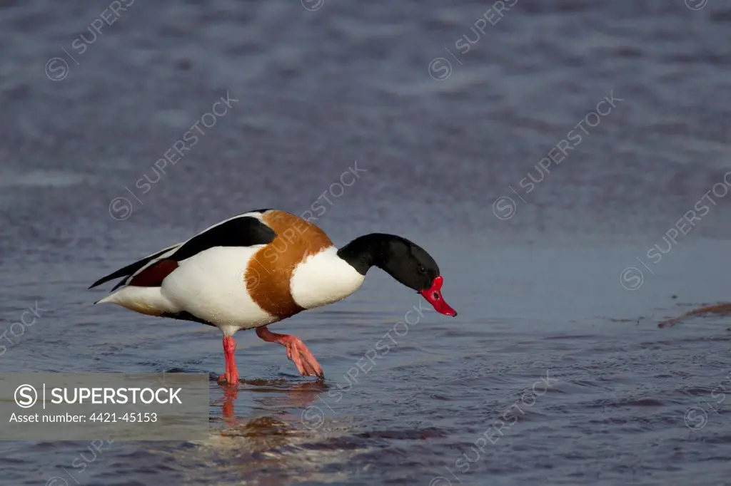Common Shelduck (Tadorna tadorna) adult male, walking in shallow water, Guernsey, Channel Islands, May