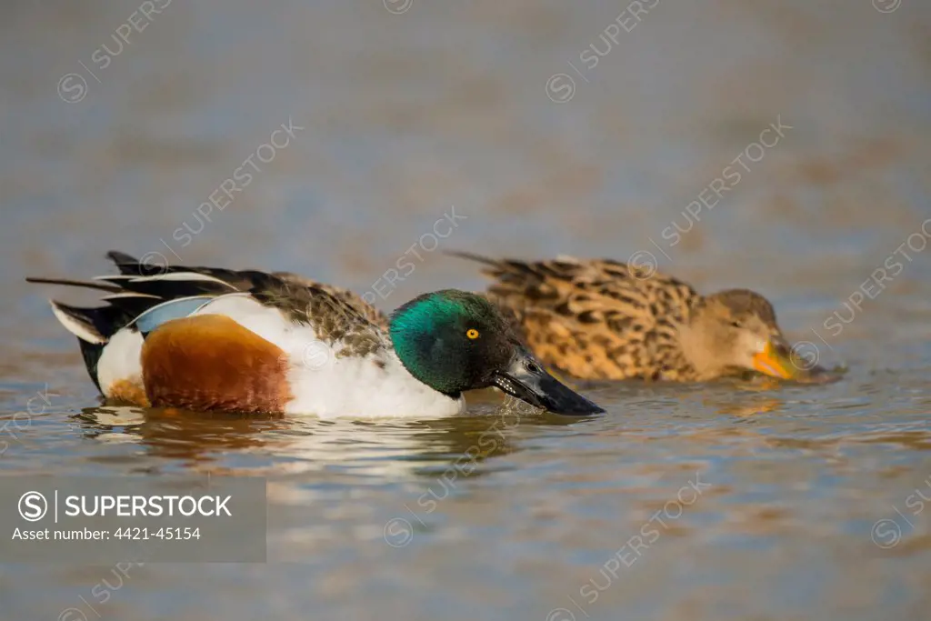 Northern Shoveler (Anas clypeata) adult pair, filter feeding from surface of water, Norfolk, England, March
