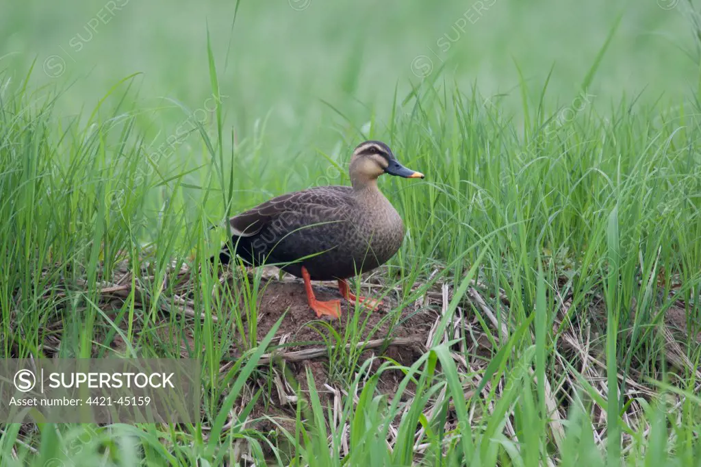 Eastern Spot-billed Duck (Anas poecilorhyncha zonorhyncha) adult, breeding plumage, standing on grassy bank, Poyang, Jiangxi Province, China, March