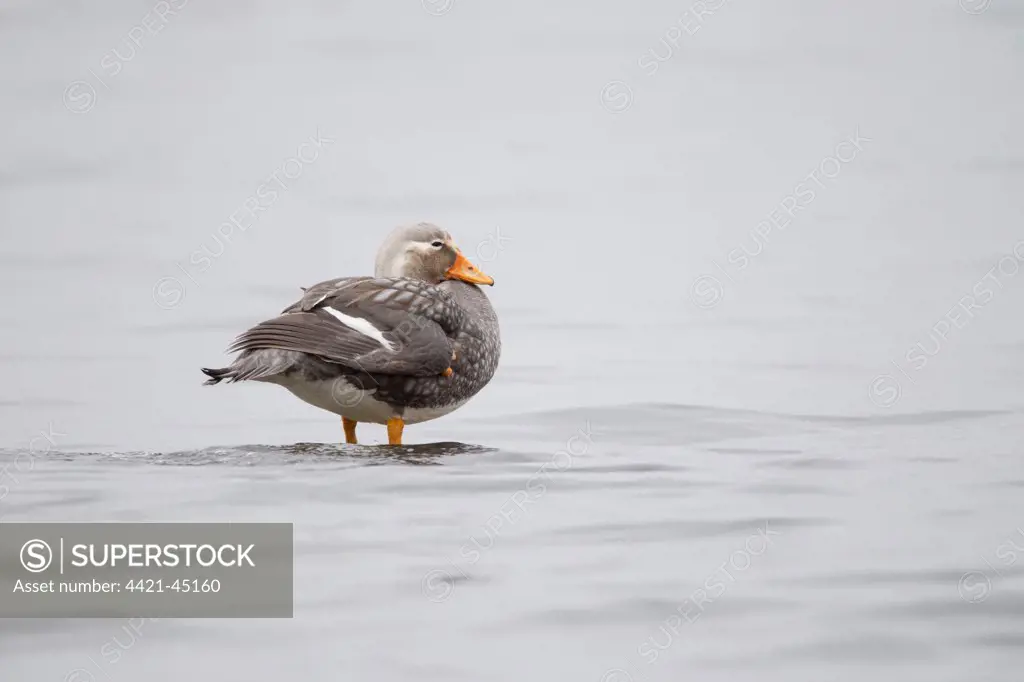 Flying Steamerduck (Tachyeres patachonicus) adult male, breeding plumage, standing in shallow water, Ushuaia Harbour, Isla Grande de Tierra del Fuego, Argentina, November