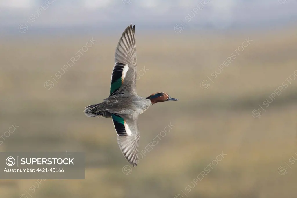 Common Teal (Anas crecca) adult male, in flight, Essex, England, March