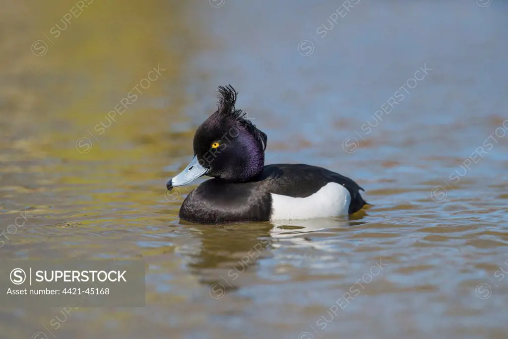Tufted Duck (Aythya fuligula) adult male, swimming on river, Norfolk, England, April