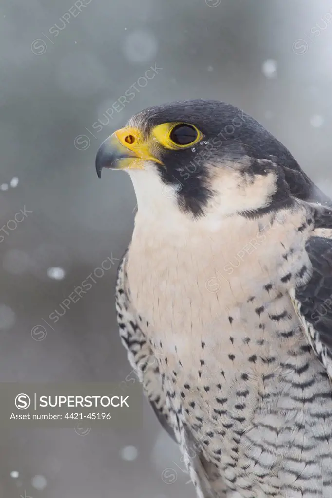 Peregrine Falcon (Falco peregrinus) adult, close-up of head and breast, during snowfall, Suffolk, England, March (captive)