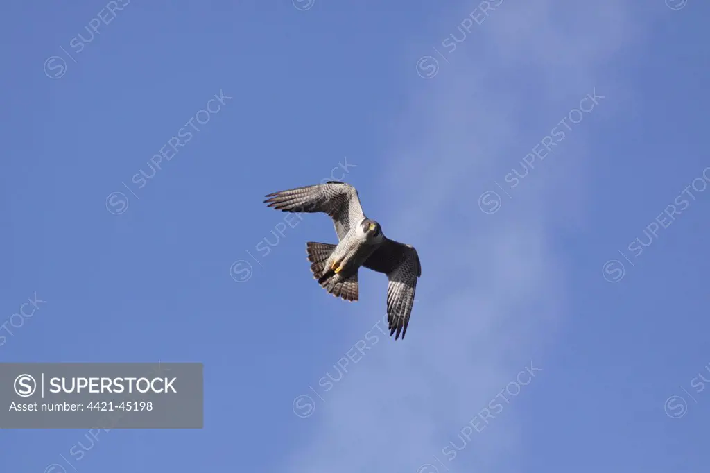 Peregrine Falcon (Falco peregrinus) adult, in flight, Malham Cove, Malhamdale, Yorkshire Dales N.P., North Yorkshire, England, May