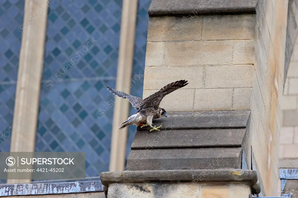 Peregrine Falcon (Falco peregrinus) juvenile, with wings spread, landing at cathedral nestsite, Norwich Cathedral, Norwich, Norfolk, England, June