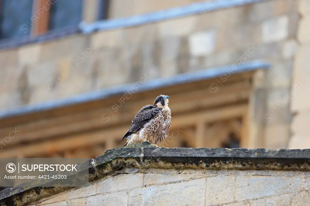 Peregrine Falcon (Falco peregrinus) juvenile, perched at cathedral nestsite, Norwich Cathedral, Norwich, Norfolk, England, June