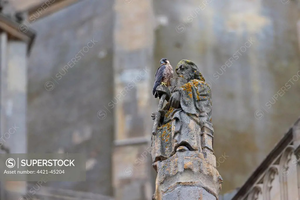 Peregrine Falcon (Falco peregrinus) juvenile, perched on sculpture at cathedral nestsite, Norwich Cathedral, Norwich, Norfolk, England, June