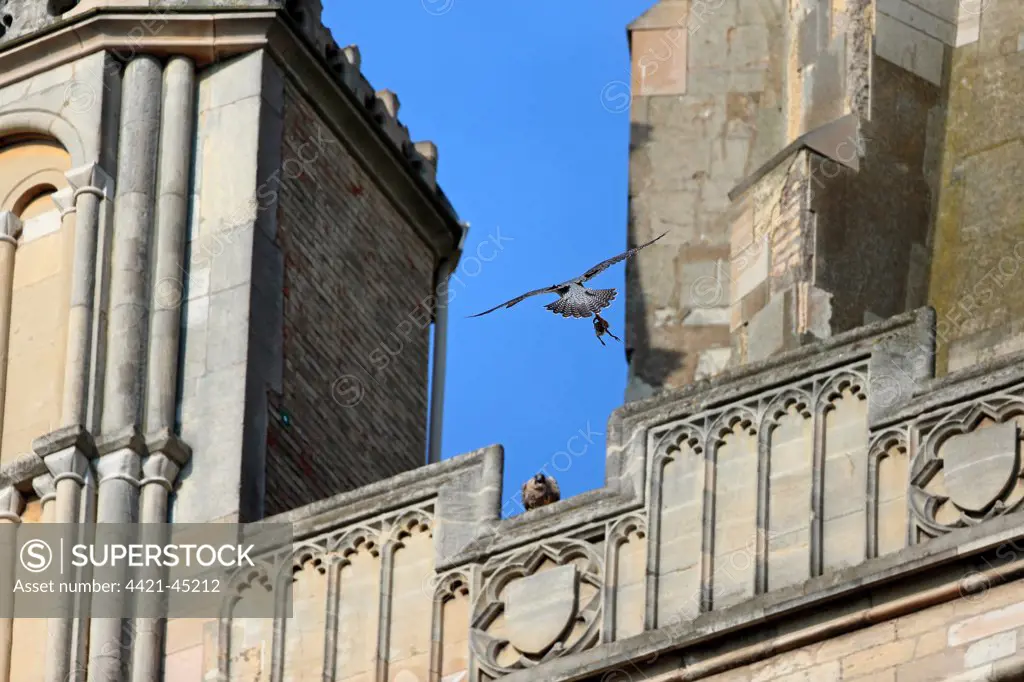 Peregrine Falcon (Falco peregrinus) adult, in flight, with bird prey in talons, bringing food to juvenile at cathedral nestsite, Norwich Cathedral, Norwich, Norfolk, England, June