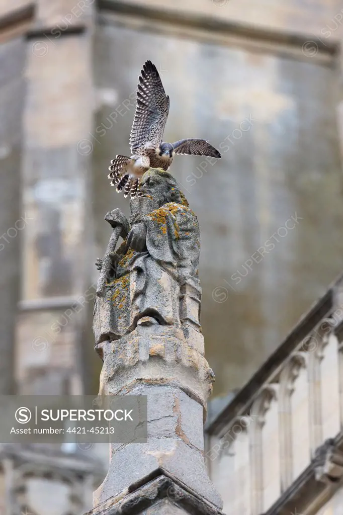 Peregrine Falcon (Falco peregrinus) juvenile, with wings spread, perched on sculpture at cathedral nestsite, Norwich Cathedral, Norwich, Norfolk, England, June