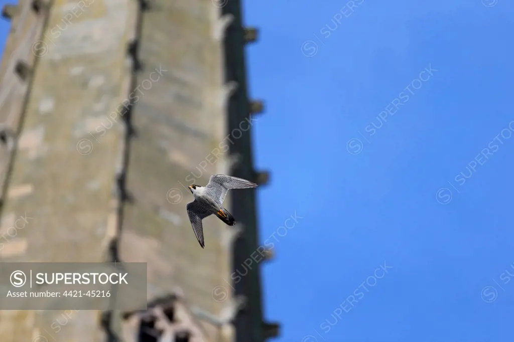 Peregrine Falcon (Falco peregrinus) adult, in flight, at cathedral nestsite, Norwich Cathedral, Norwich, Norfolk, England, June