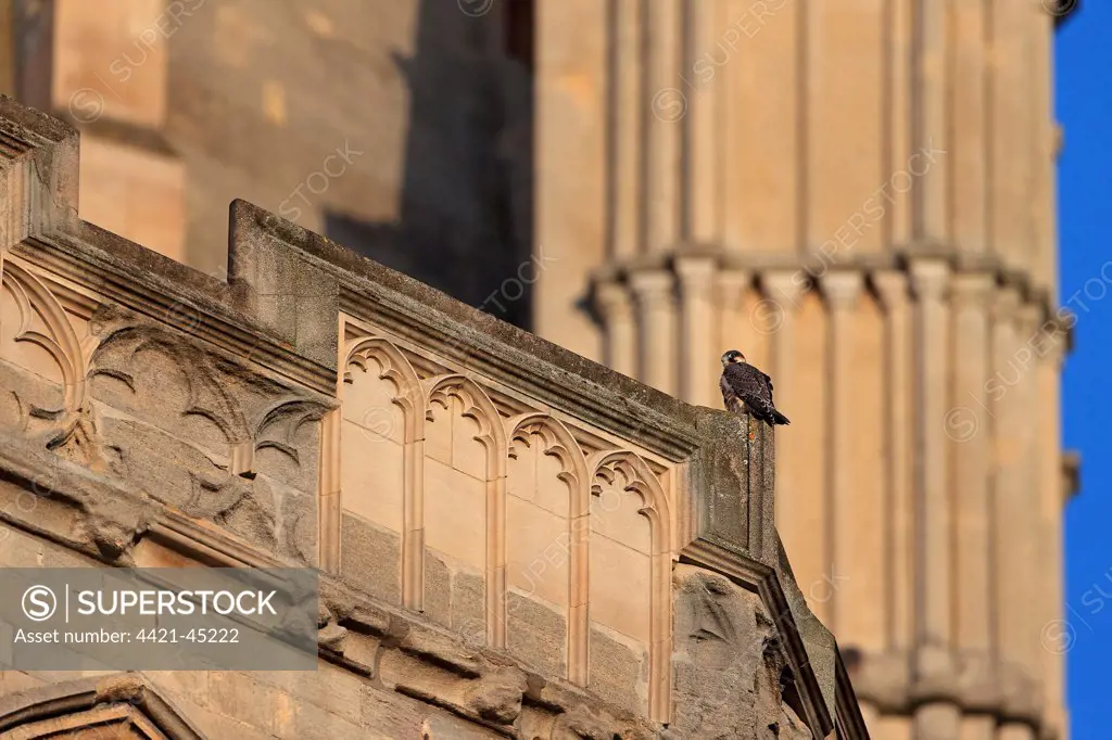 Peregrine Falcon (Falco peregrinus) juvenile, perched at cathedral nestsite, Norwich Cathedral, Norwich, Norfolk, England, June