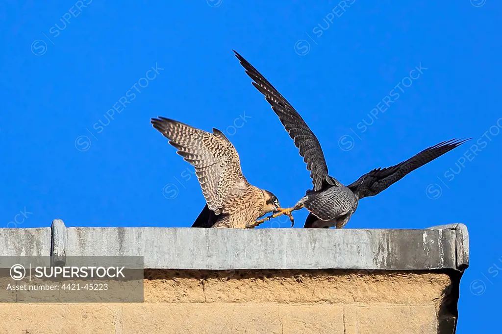 Peregrine Falcon (Falco peregrinus) adult and juvenile, juvenile pulling foot of adult with beak, at cathedral nestsite, Norwich Cathedral, Norwich, Norfolk, England, June