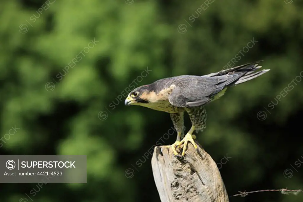 Peregrine Falcon (Falco peregrinus) adult male, perched on post, Germany