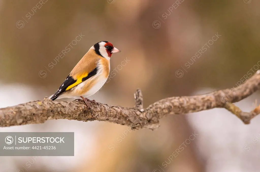 European Goldfinch (Carduelis carduelis) adult, perched on twig, Capanne di Marcarolo Regional Park, Lerma, Alessandria Province, Piedmont, Italy, February