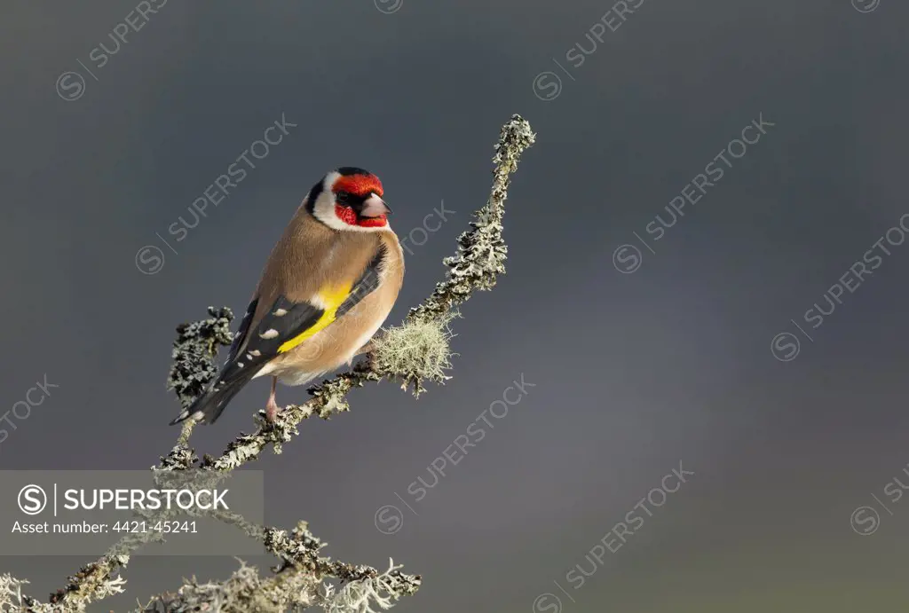 European Goldfinch (Carduelis carduelis) adult, perched on lichen covered twig, Scotland, February
