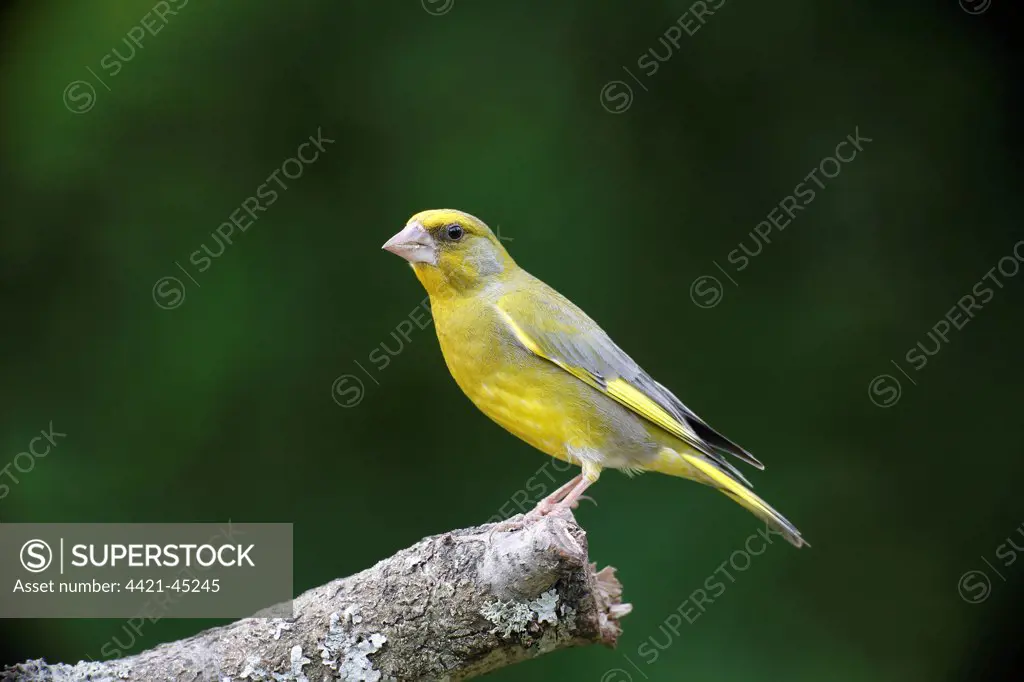 European Greenfinch (Carduelis chloris) adult male, perched on branch, Bulgaria, May