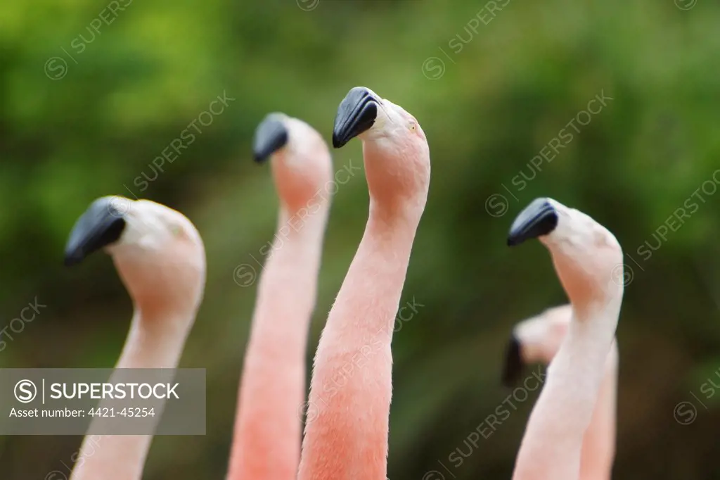 Chilean Flamingo (Phoenicopterus chilensis) adults, close-up of heads and necks, in courtship dance, Durrell Wildlife Park (Jersey Zoo)