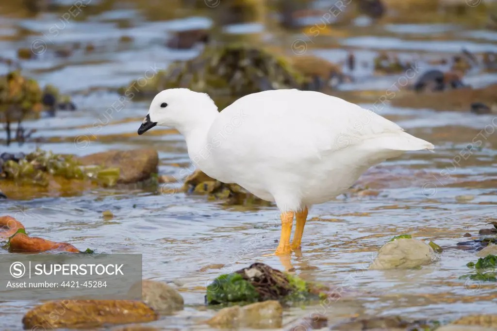 Kelp Goose (Chloephaga hybrida) adult male, standing in shallow water, Falkland Islands, November