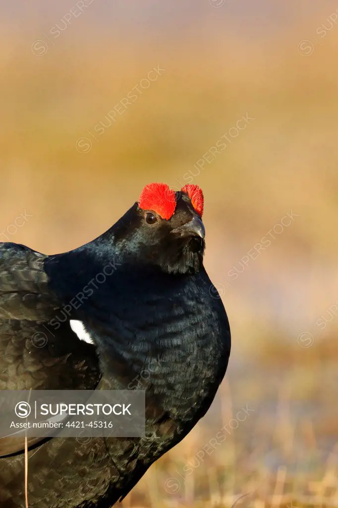 Black Grouse (Tetrao tetrix) adult male, close-up of head and breast, standing at lek on bog, Finland, April